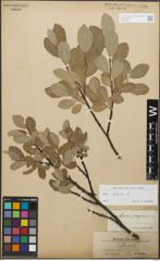 Foto von Salix glauca L.
